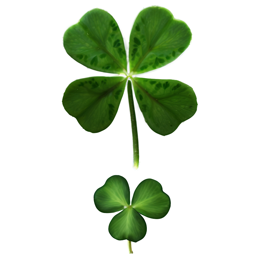 Real Four Leaf Clover Png Nyu16 PNG
