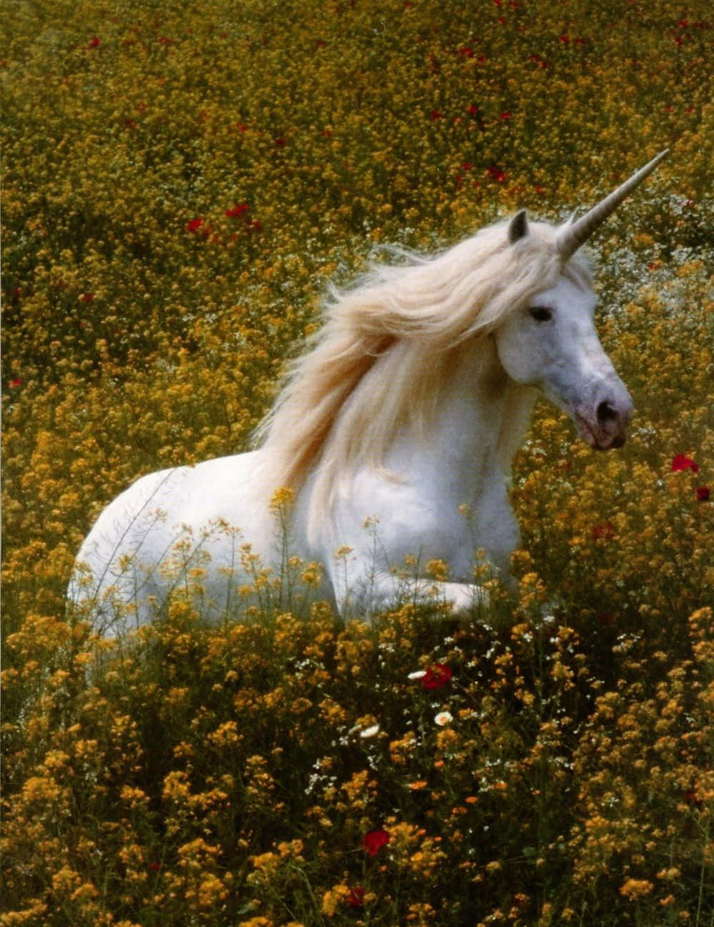 Unbrillante Unicorno Bianco Illumina Il Cielo Notturno