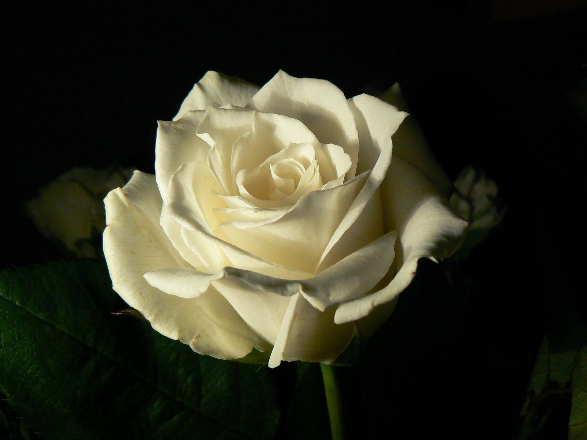 Real White Rose And Black Background Wallpaper