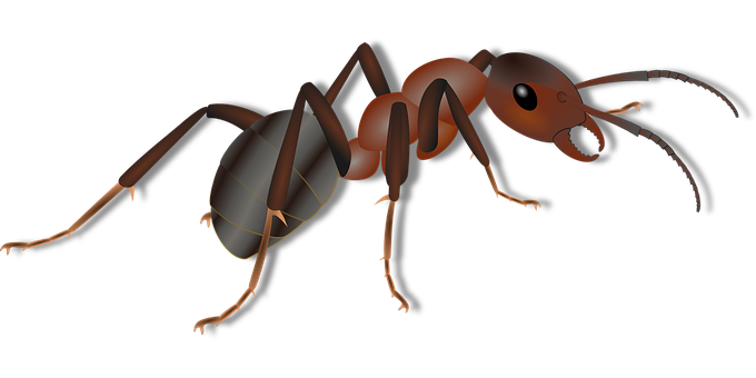 Realistic Ant Illustration PNG