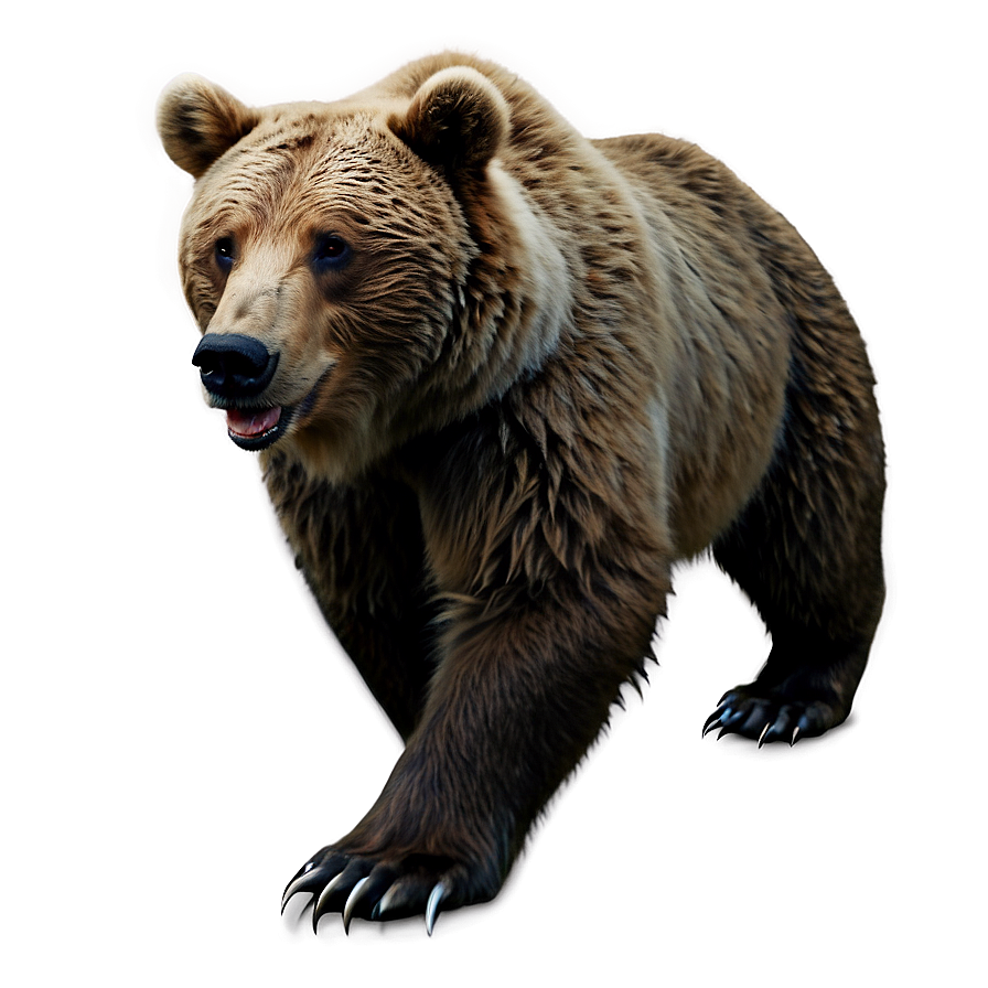 Download Realistic Bear Drawing Png Ulq88 | Wallpapers.com