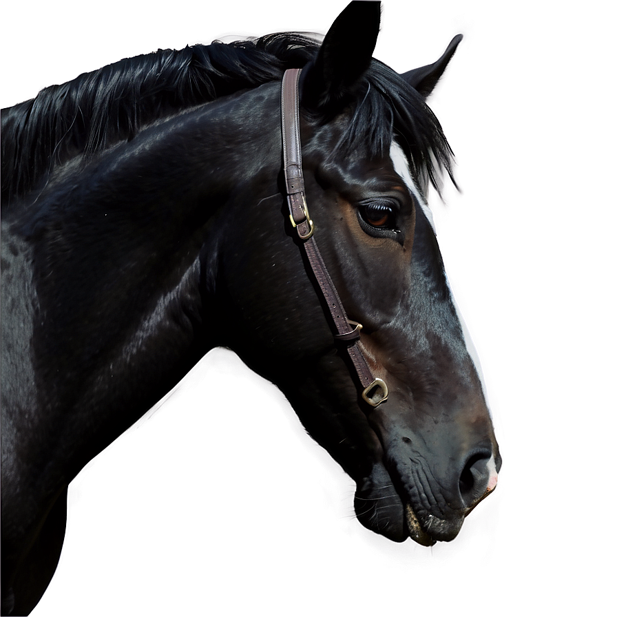 Realistic Black Horse Drawing Png 52 PNG