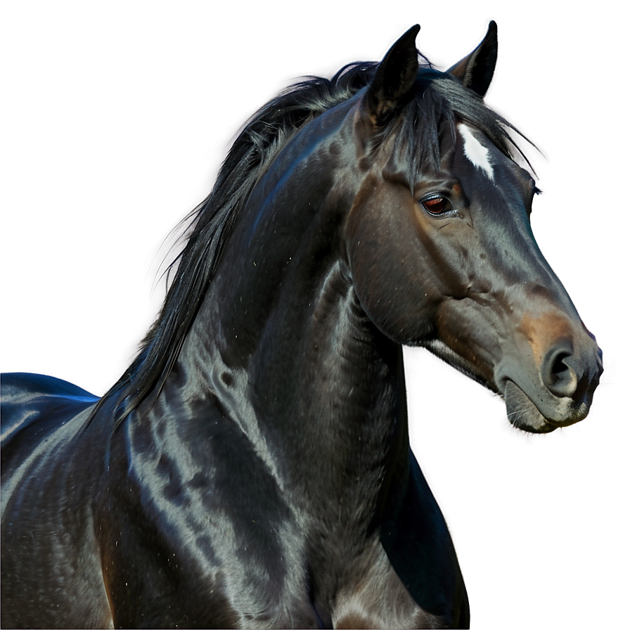 Realistic Black Horse Drawing Png Hfa96 PNG