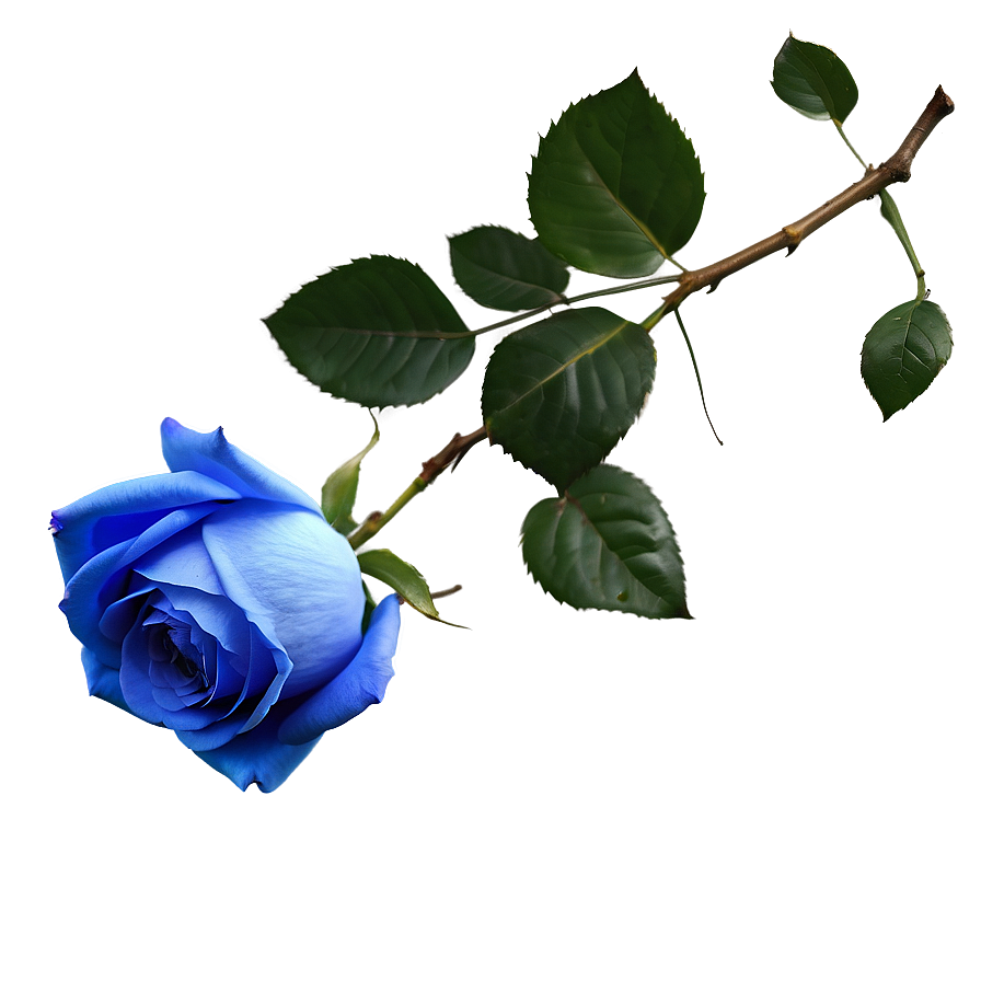 Realistic Blue Rose Png Ecq40 PNG