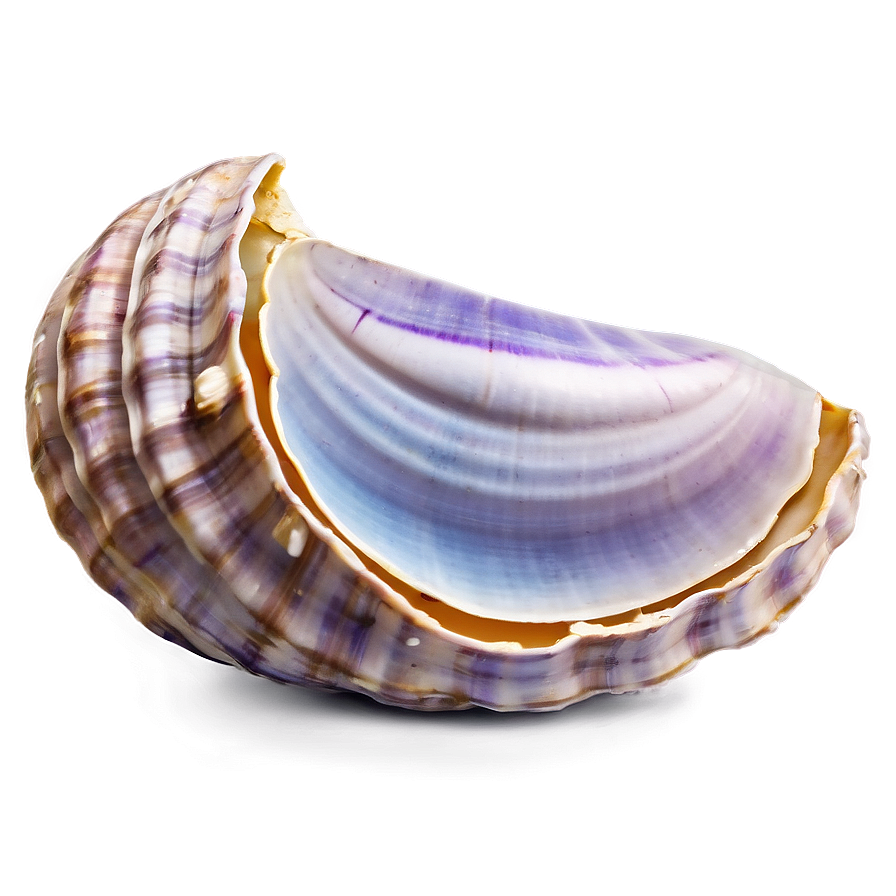 Realistic Clam Shell Png 05242024 PNG