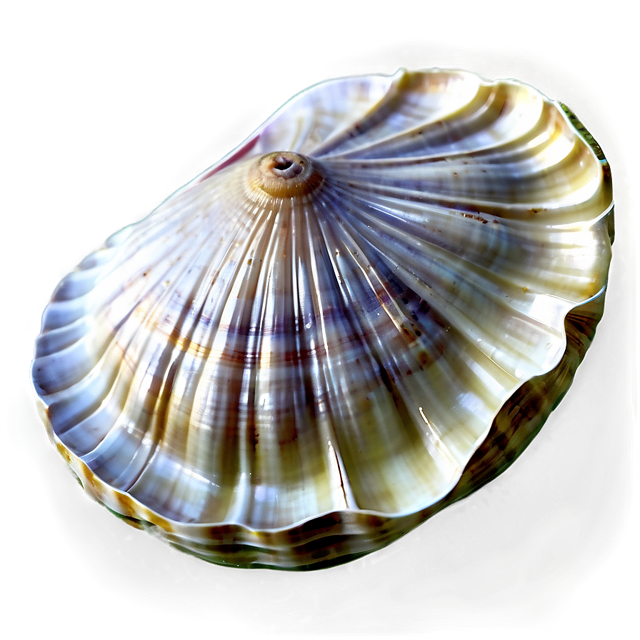 Realistic Clam Shell Png Jor91 PNG