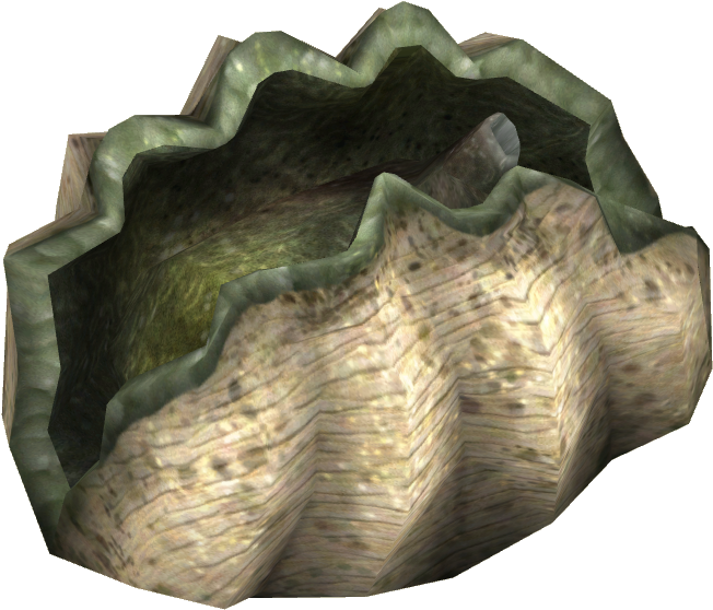 Realistic Clam Shell3 D Render PNG
