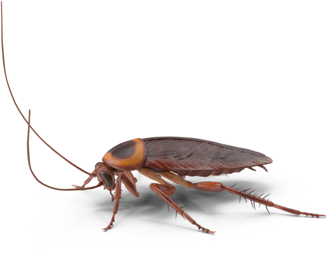 Realistic Cockroach Illustration PNG