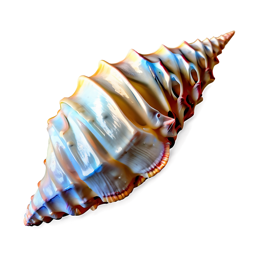 Realistic Conch Shell Design Png 21 PNG