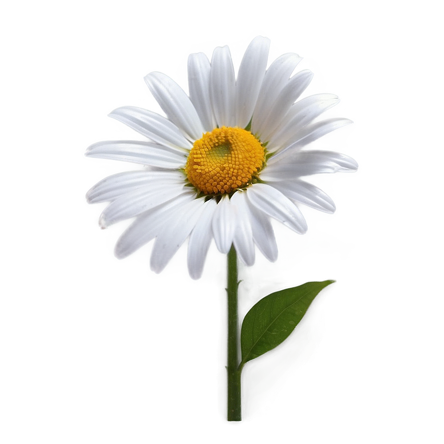 Download Realistic Daisy Bloom Png 06122024 | Wallpapers.com