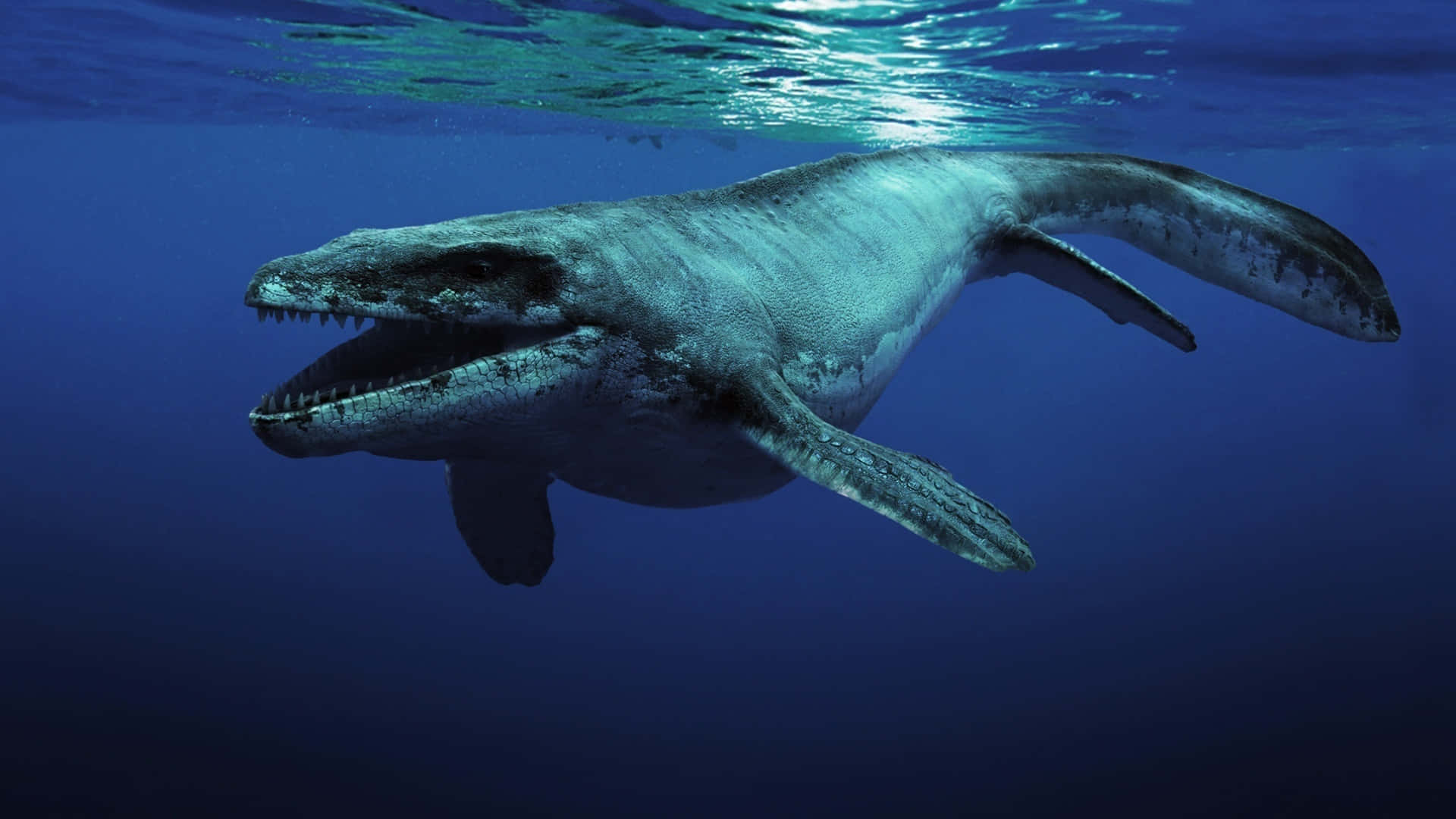 Unagrande Balena Che Nuota Nell'oceano Sfondo
