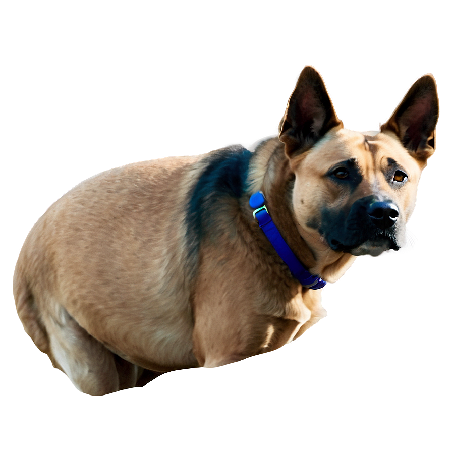 Realistic Dog Face Drawing Png Ycf4 PNG