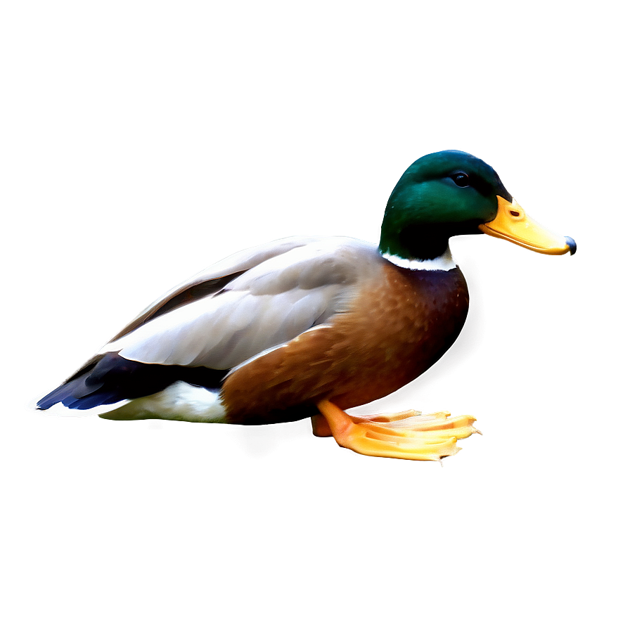 Realistic Duck Png 05032024 PNG