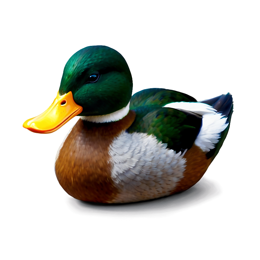 Realistic Duck Png Aep22 PNG