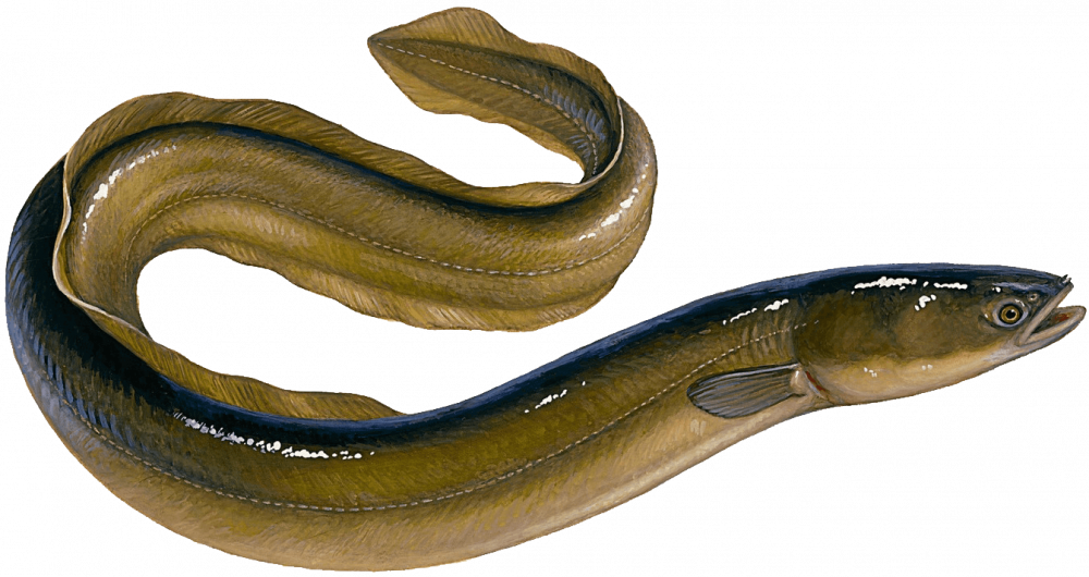Realistic Eel Illustration PNG