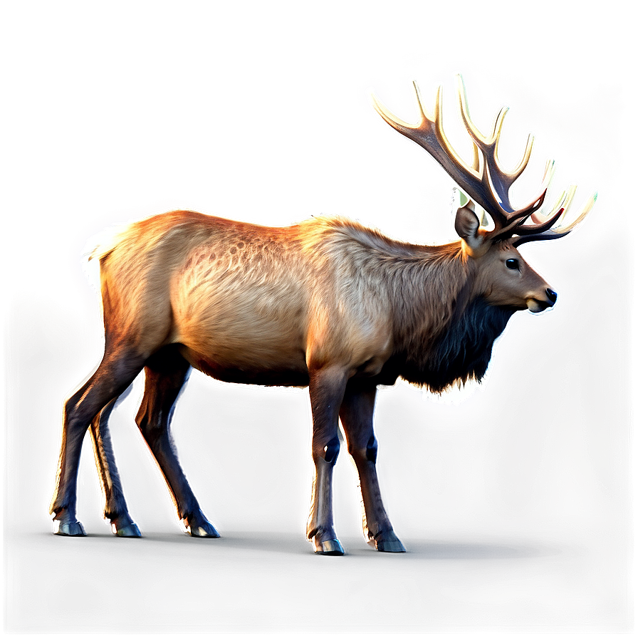 Download Realistic Elk Png Gum | Wallpapers.com