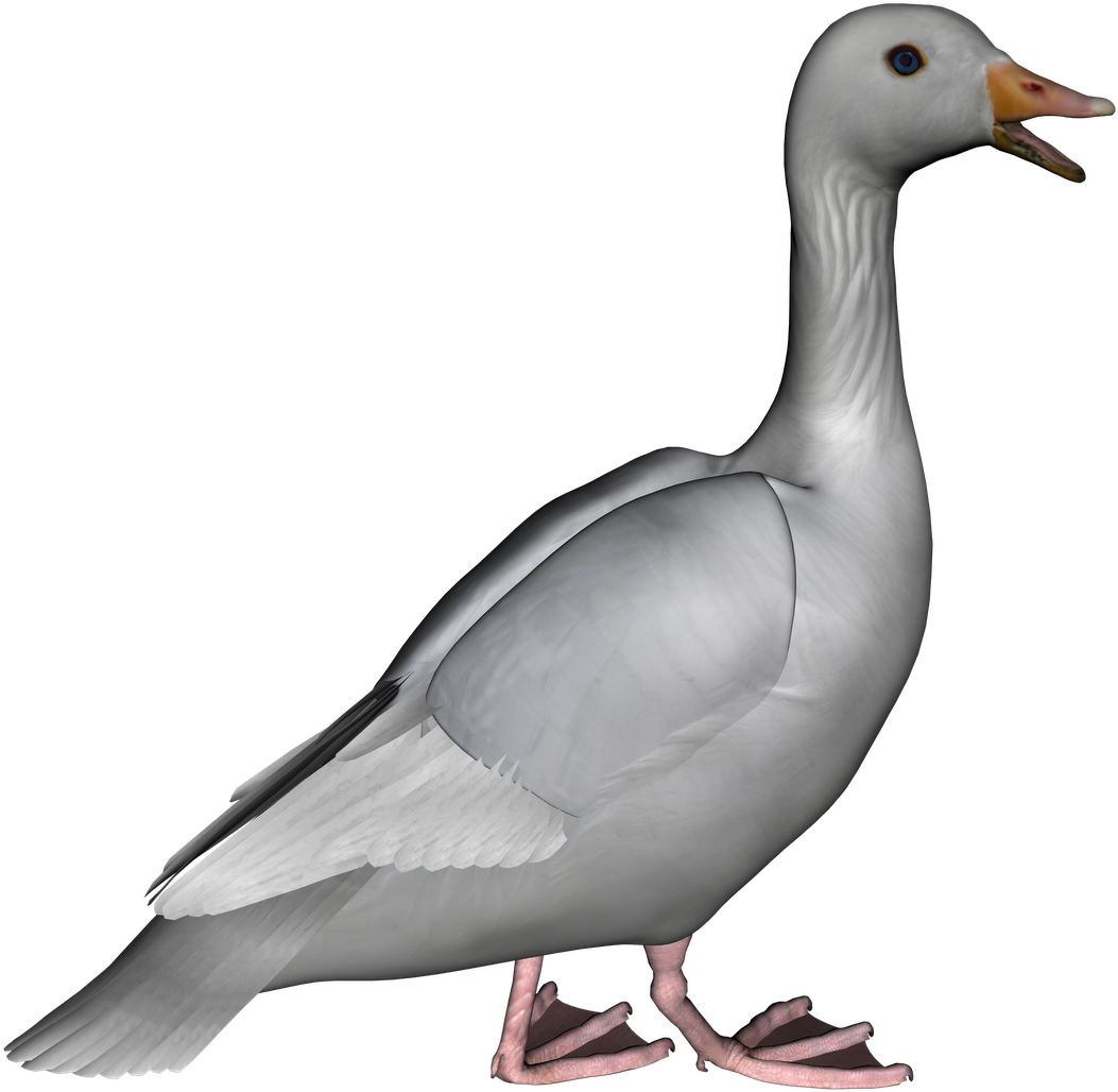 Realistic Goose3 D Model PNG