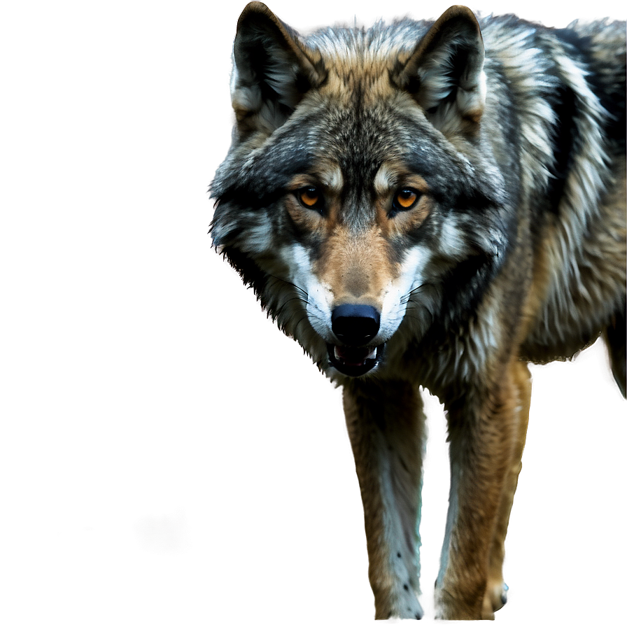 Download Realistic Grey Wolf Png 22 | Wallpapers.com