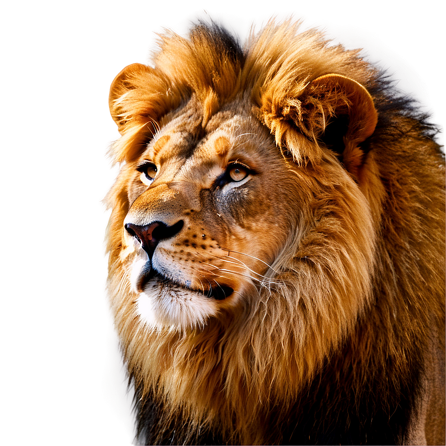 Realistic Lion Features Png 06122024 PNG