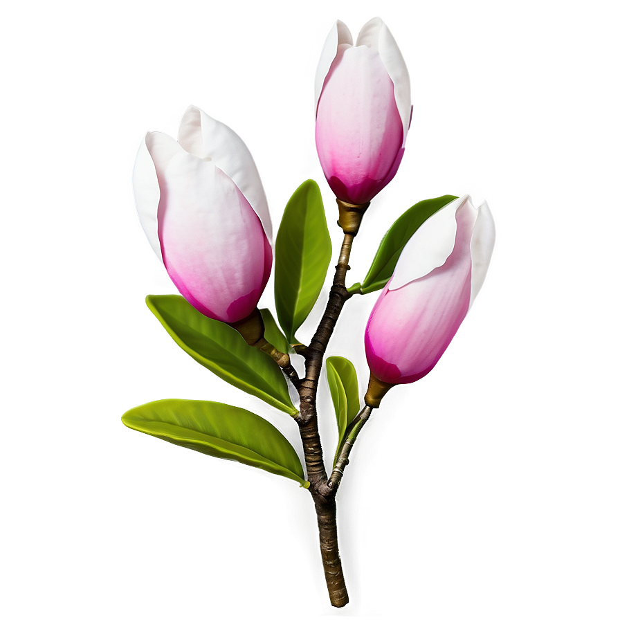 Realistic Magnolia Flower Image Png 06252024 PNG