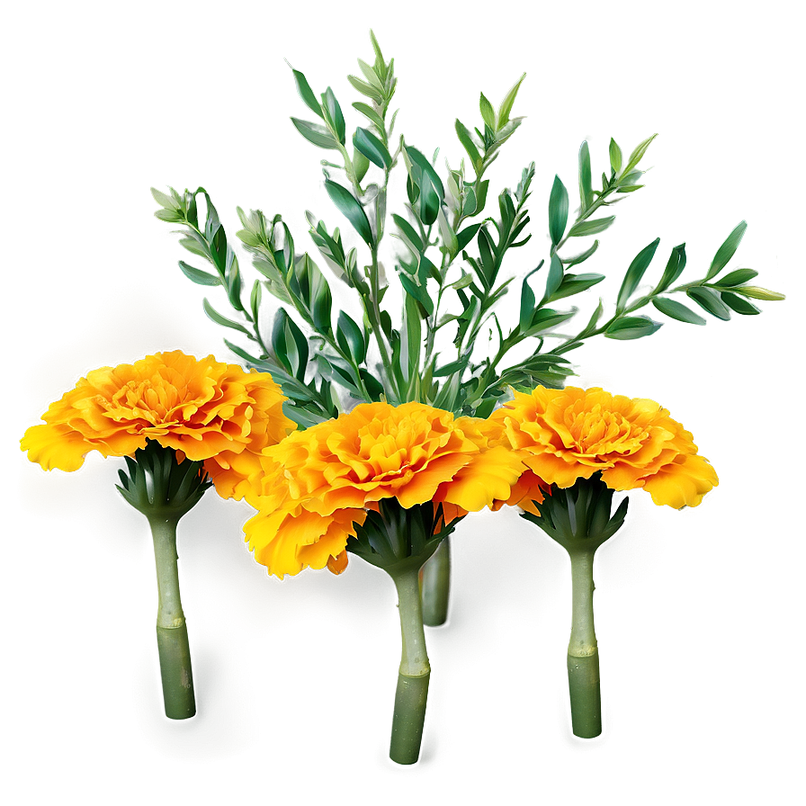 Realistic Marigolds Png 06132024 PNG