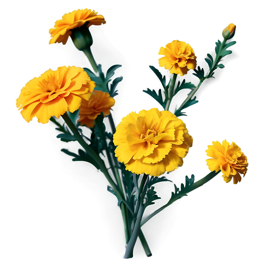 Realistic Marigolds Png Hed90 PNG