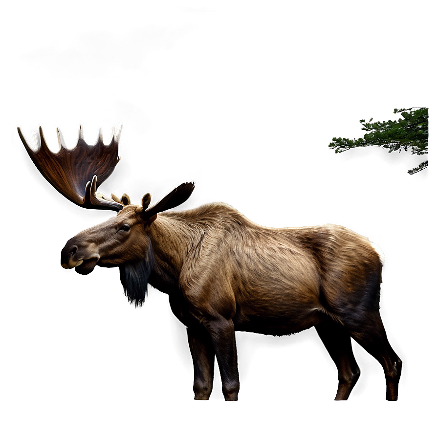 Download Realistic Moose Drawing Png 32 | Wallpapers.com