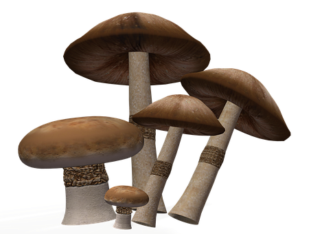 Realistic Mushroomson Black Background PNG