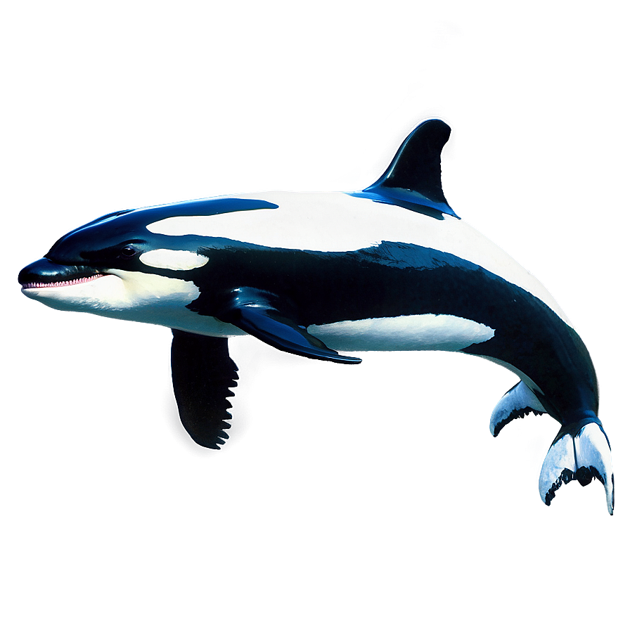 Download Realistic Orca Png 05242024 | Wallpapers.com