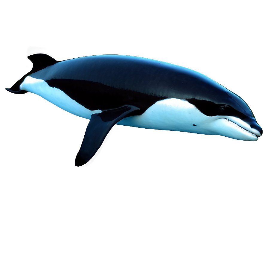 Realistic Orca Png Mfj PNG