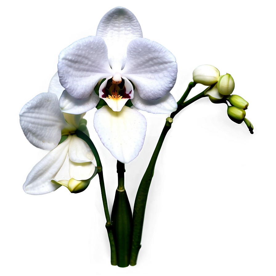 [200+] Orchid Png Images | page 4 | Wallpapers.com