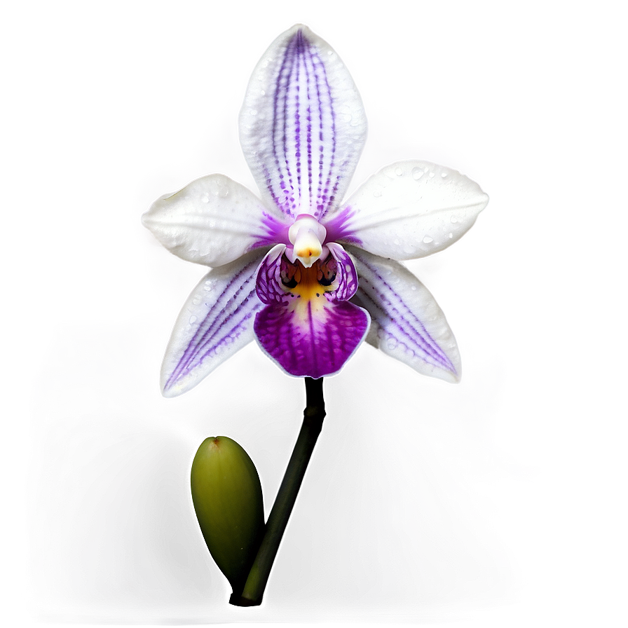 Realistic Orchid Png Oac PNG