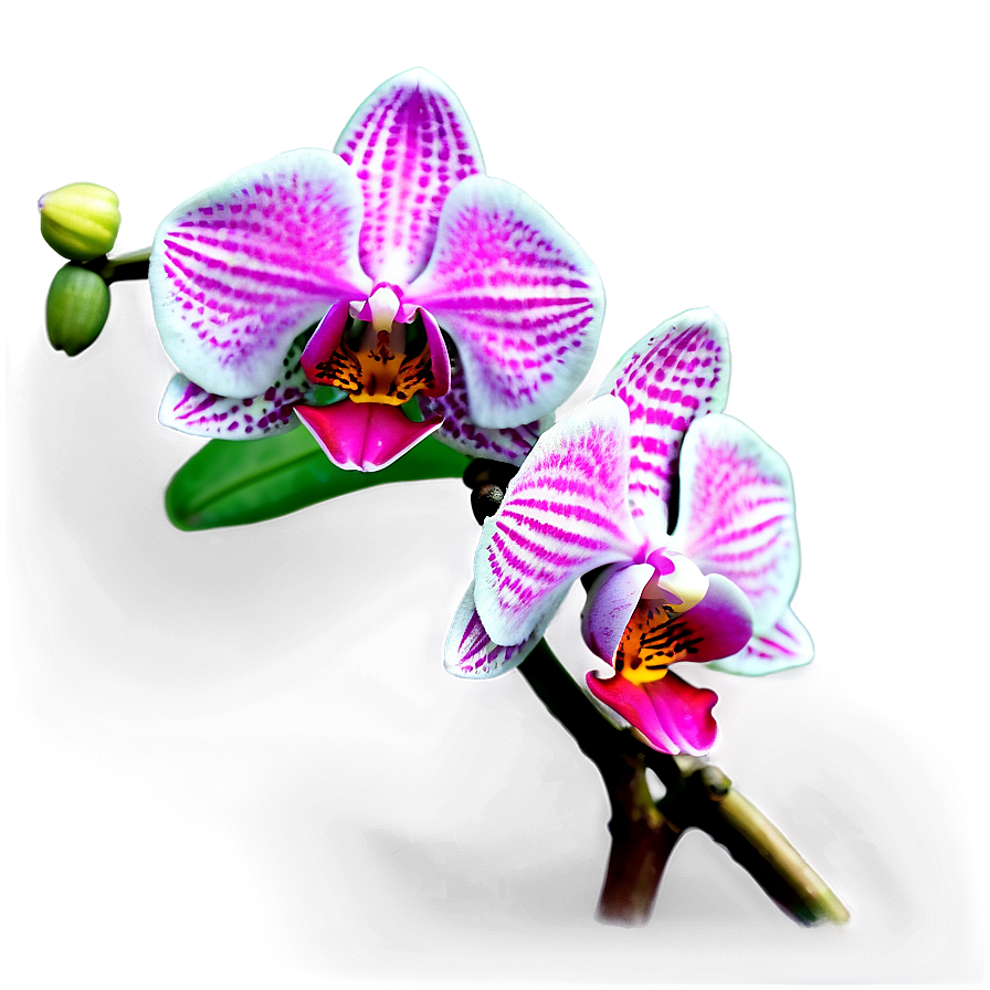 Realistic Orchid Png Qga65 PNG