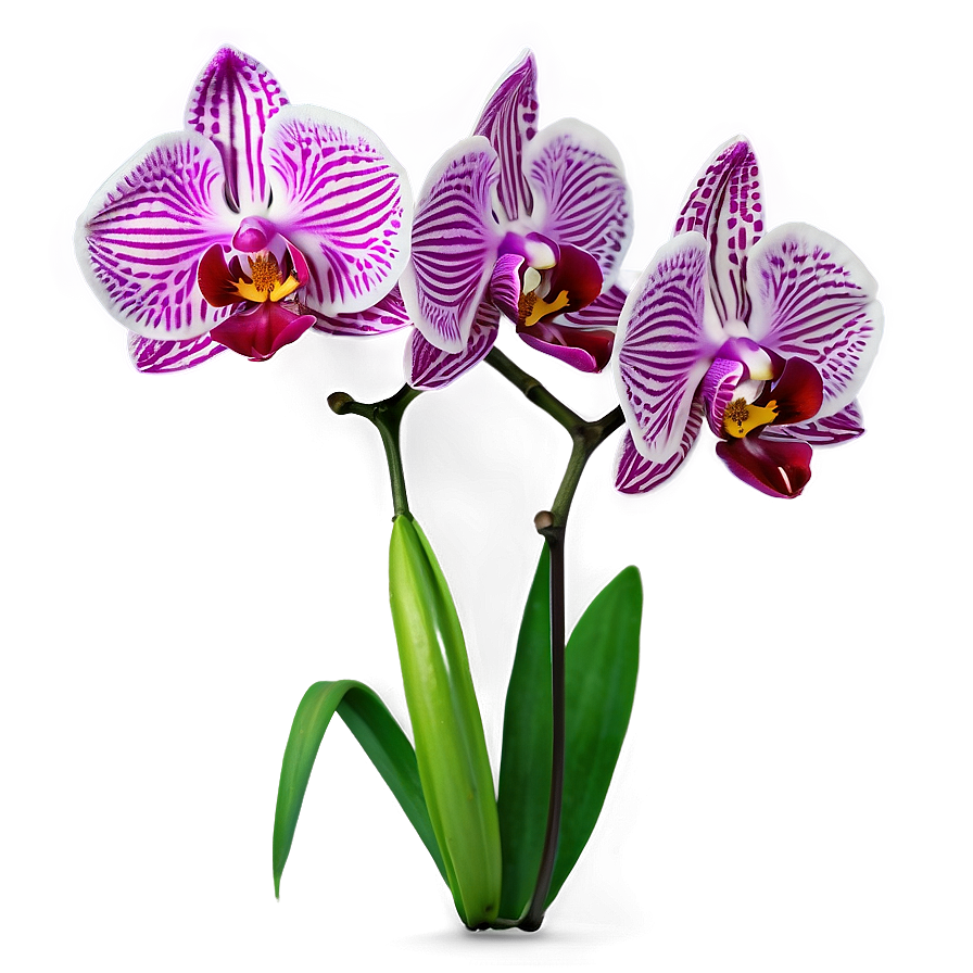 Download Realistic Orchid Png Yuk | Wallpapers.com