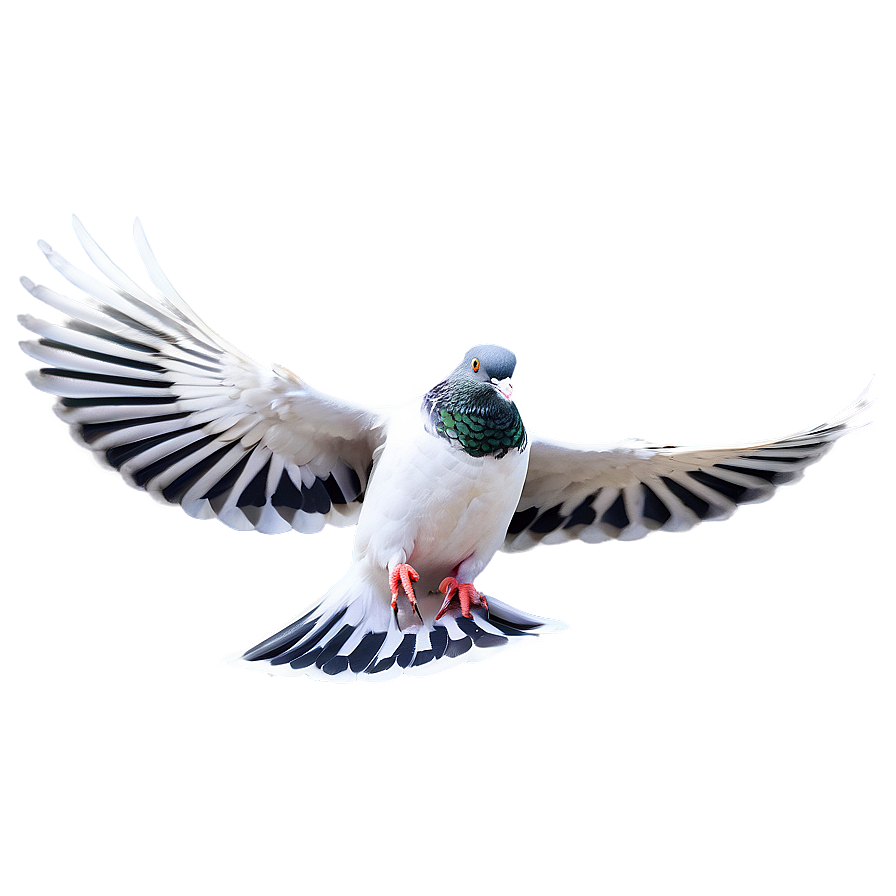 Realistic Pigeon Png 50 PNG