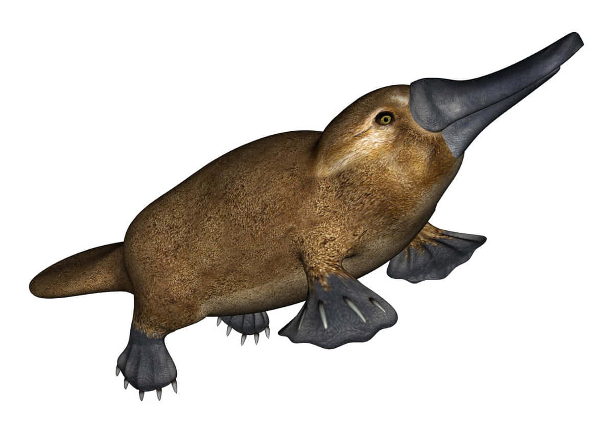 Realistisk Platypus Illustrasjon Bakgrunnsbildet