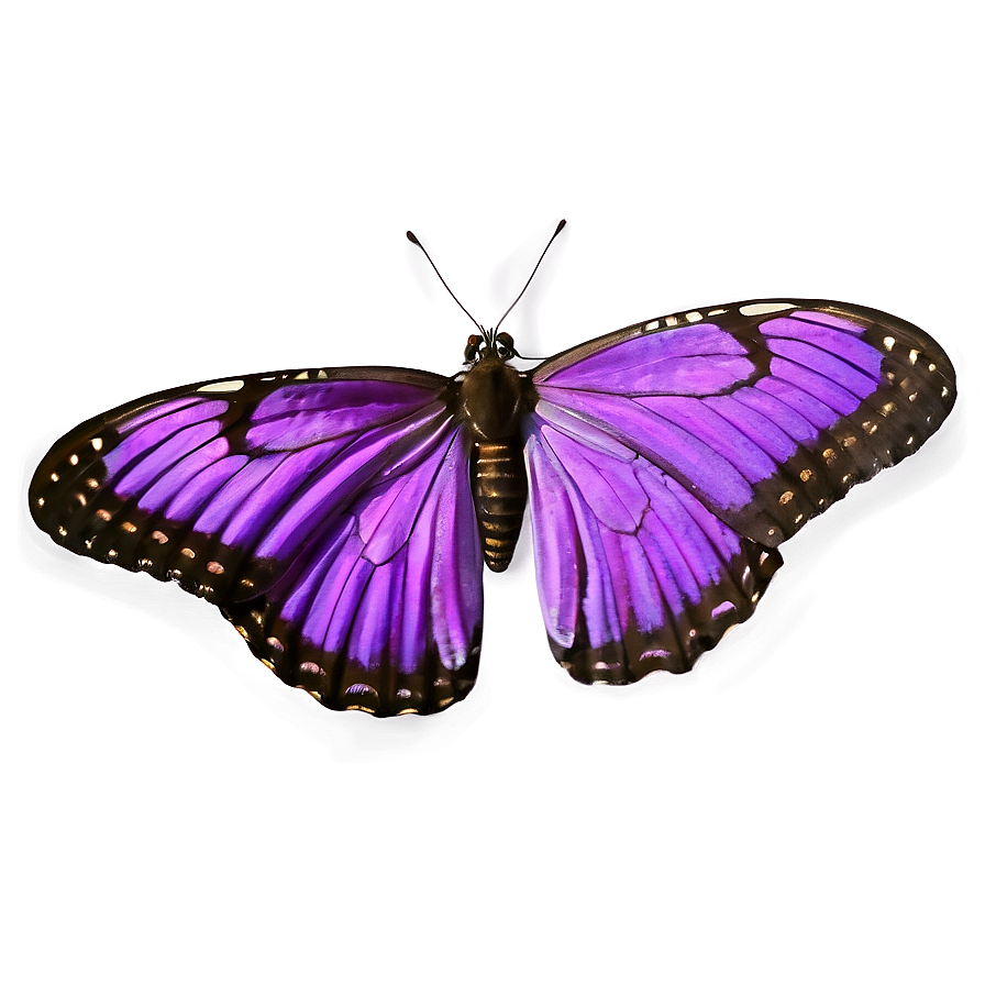 Realistic Purple Butterfly Png 05232024 PNG