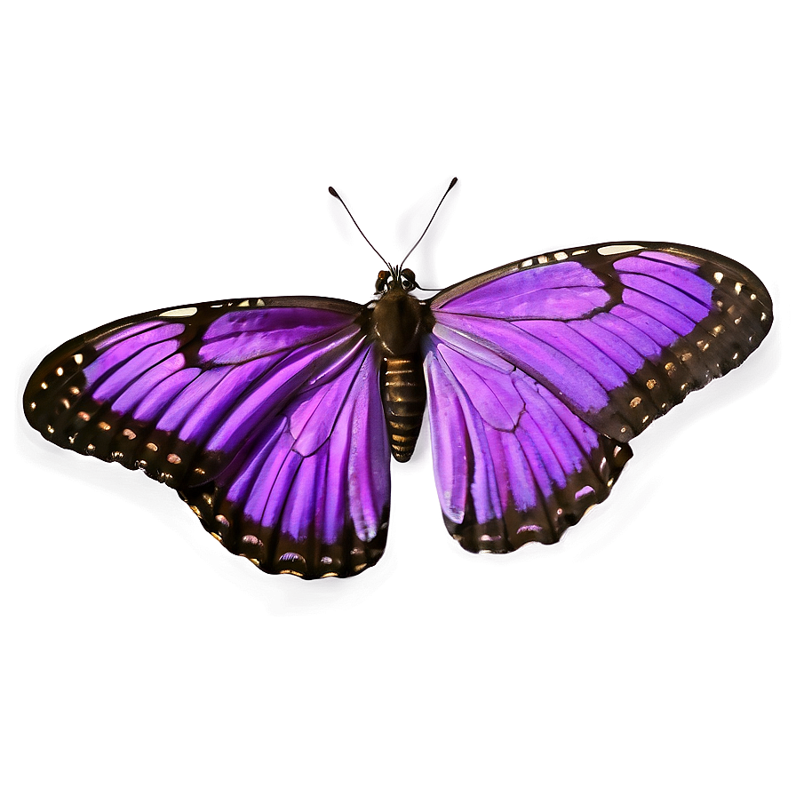 Download Realistic Purple Butterfly Png 05232024 | Wallpapers.com