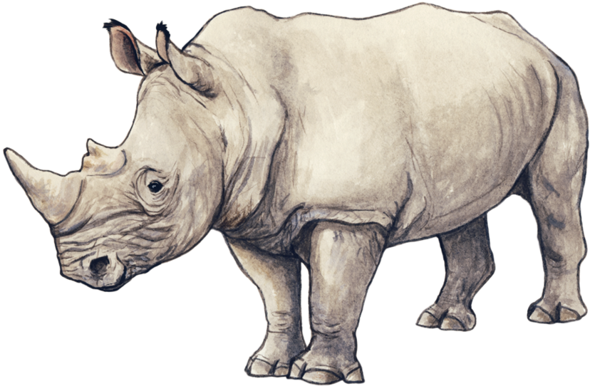 Realistic Rhinoceros Sketch PNG
