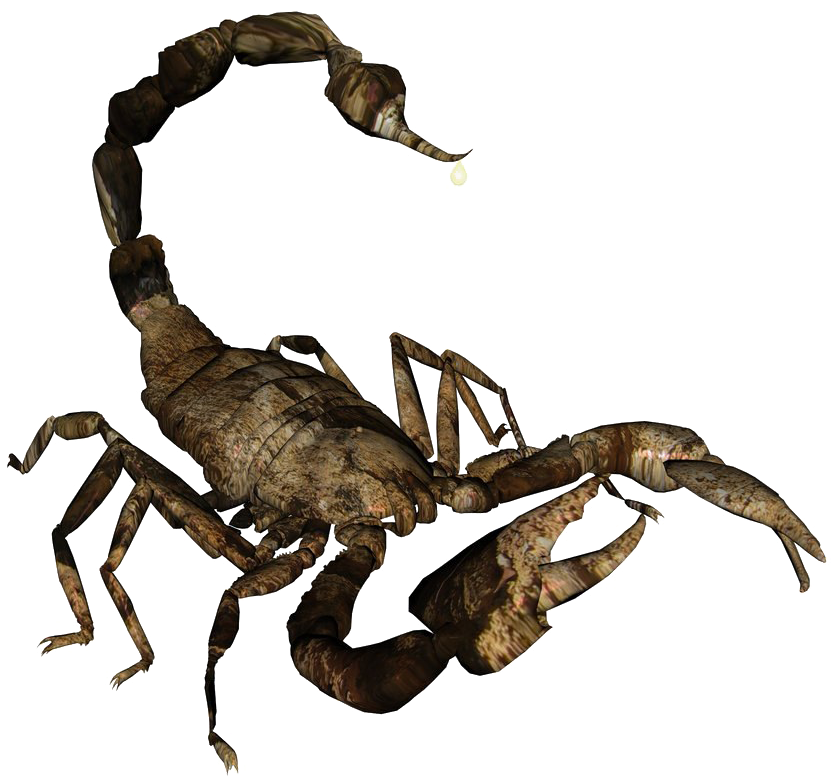 Realistic Scorpion Illustration PNG