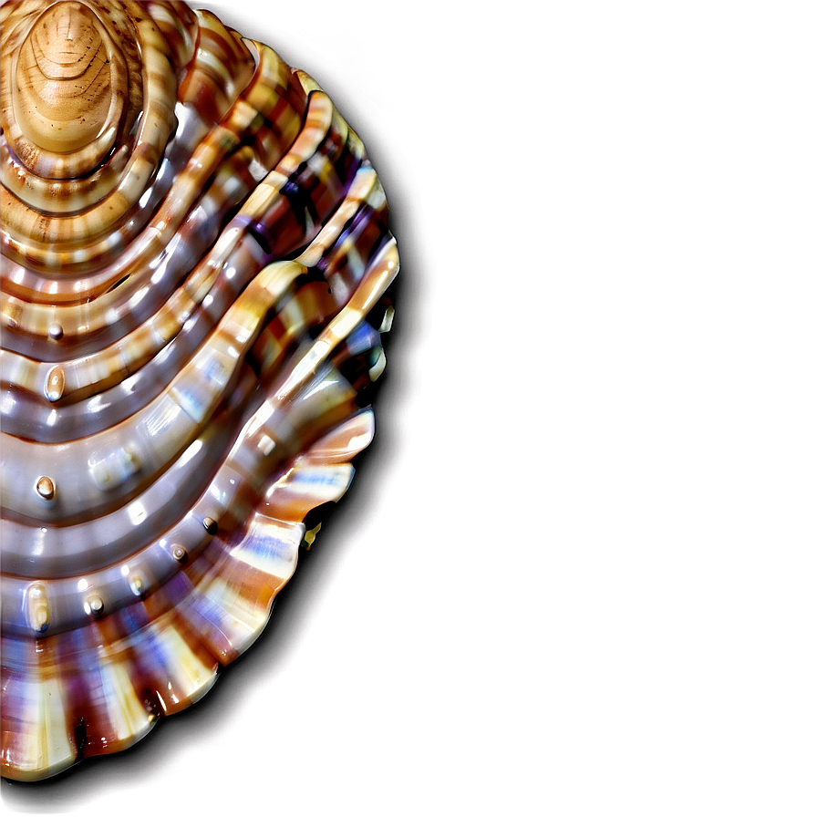 Realistic Seashell Clipart Png 06262024 PNG