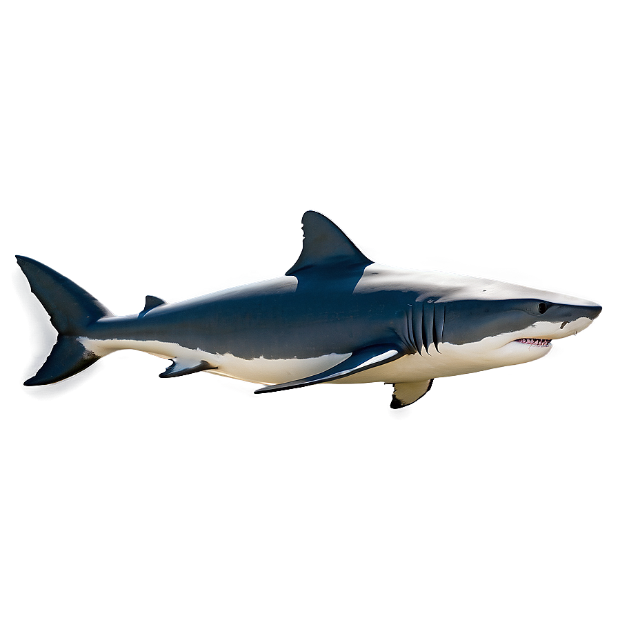 Realistic Shark Image Png 05032024 PNG