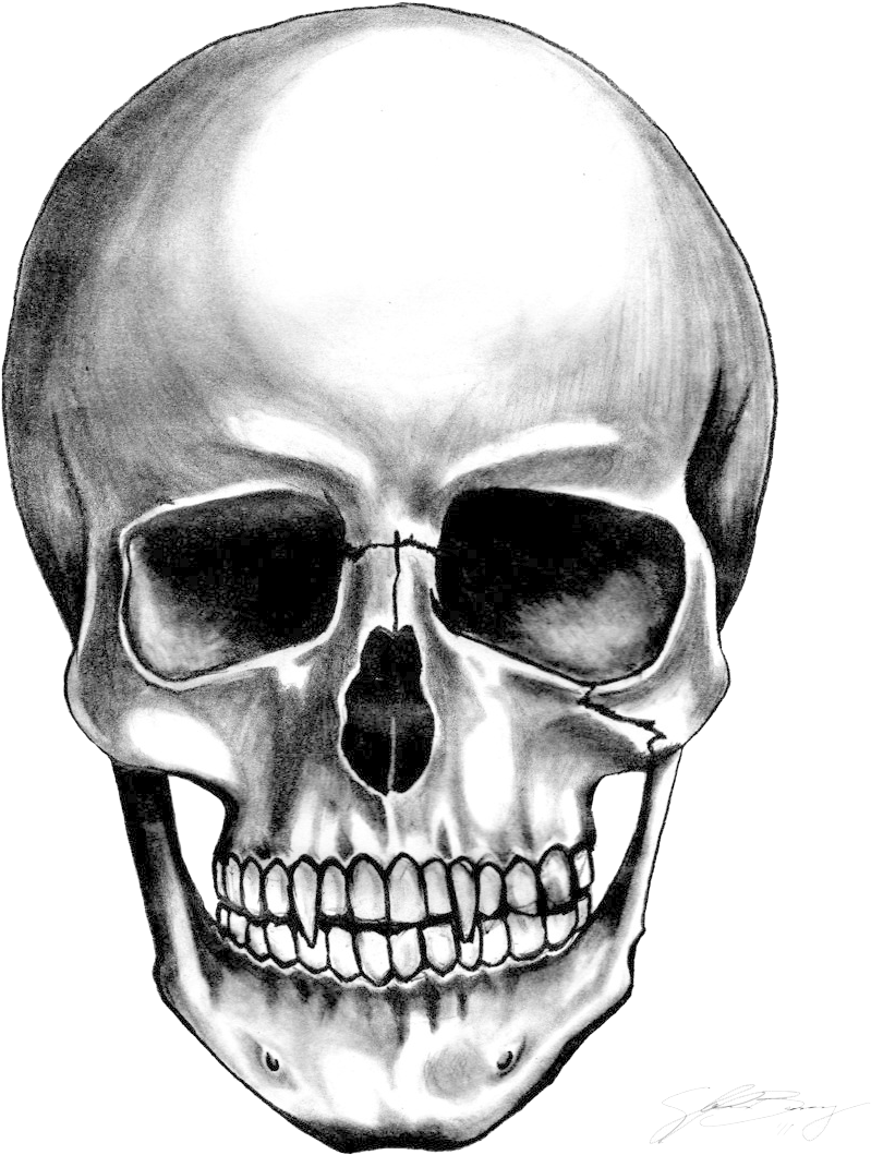 Realistic Skull Drawing Artwork PNG