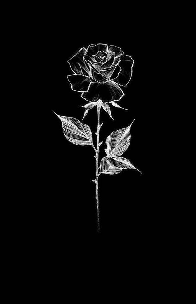 Dark black rose with water droplets  Pixexid