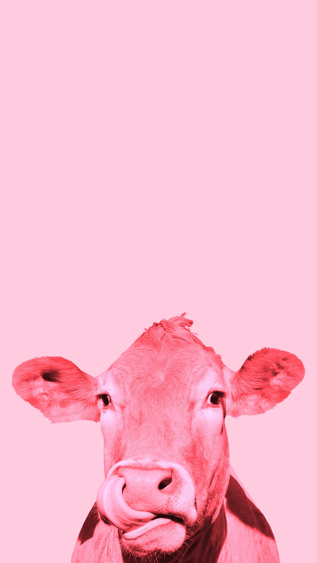 Realistic Strawberry Cow With Filter Wallpaper