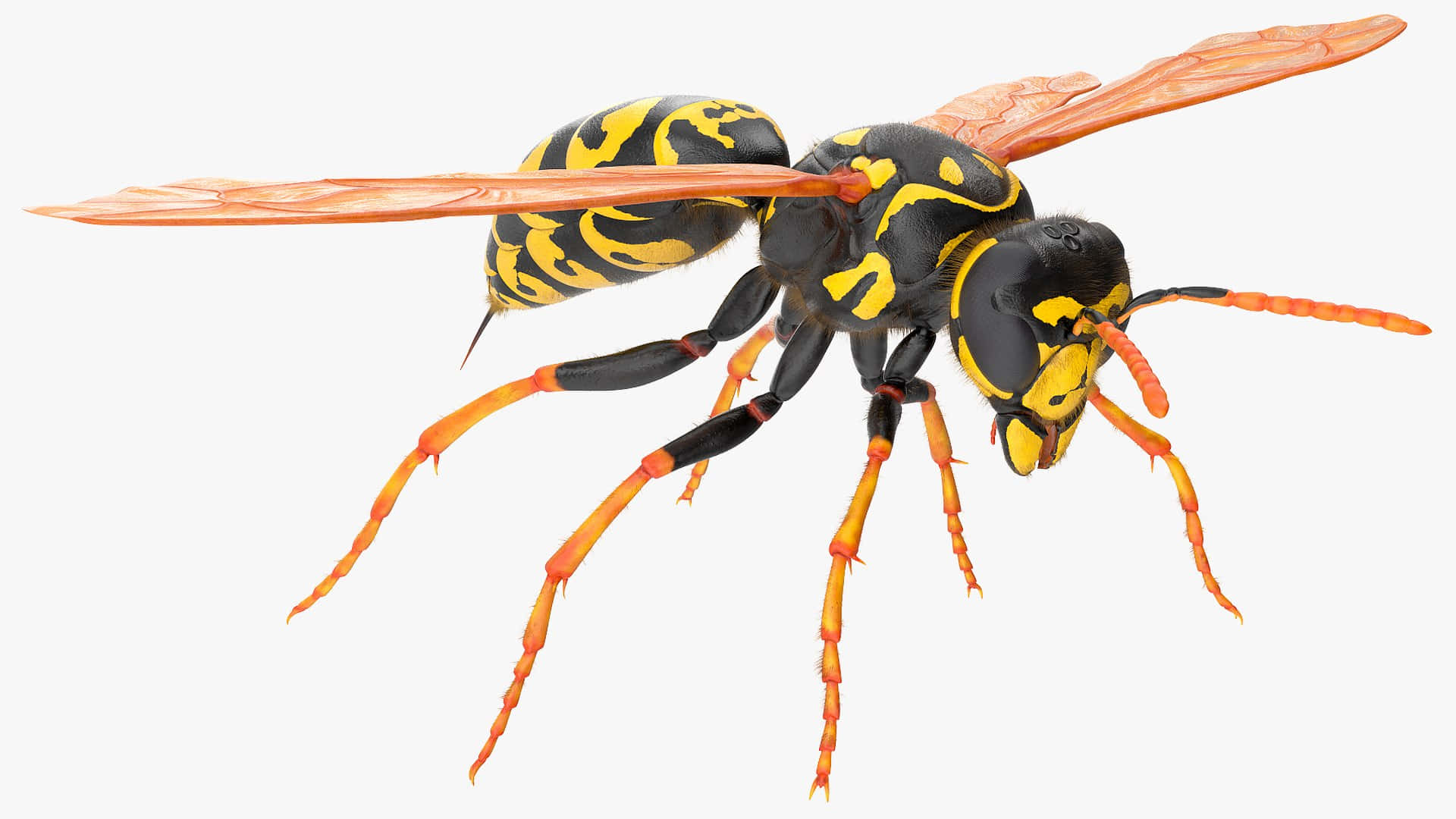 Realistic Yellowjacket Wasp Illustration Wallpaper