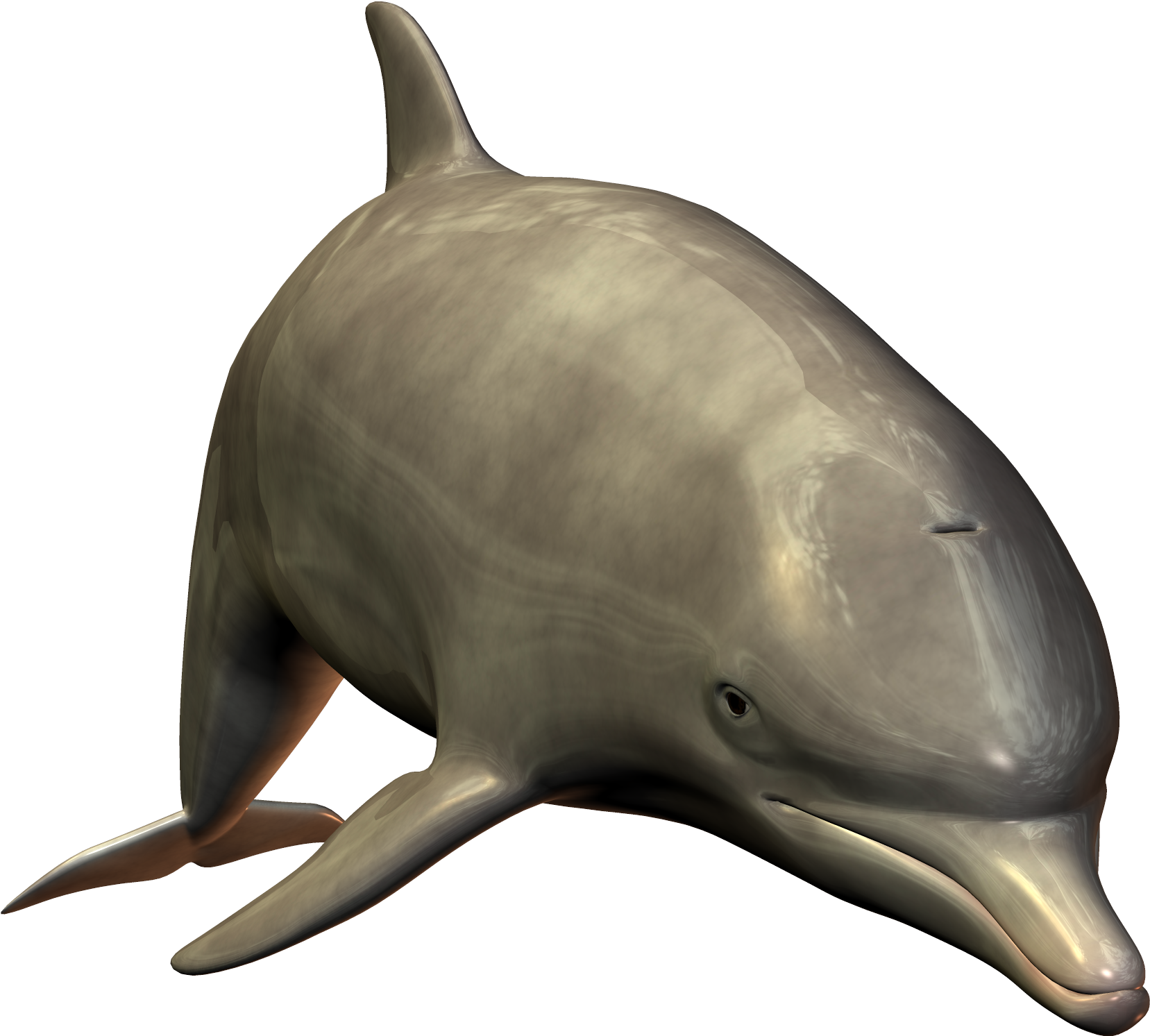 Realistic3 D Dolphin Model PNG