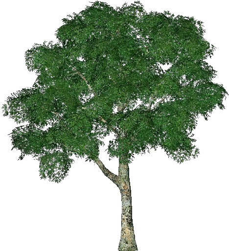 Realistic3 D Tree Model PNG