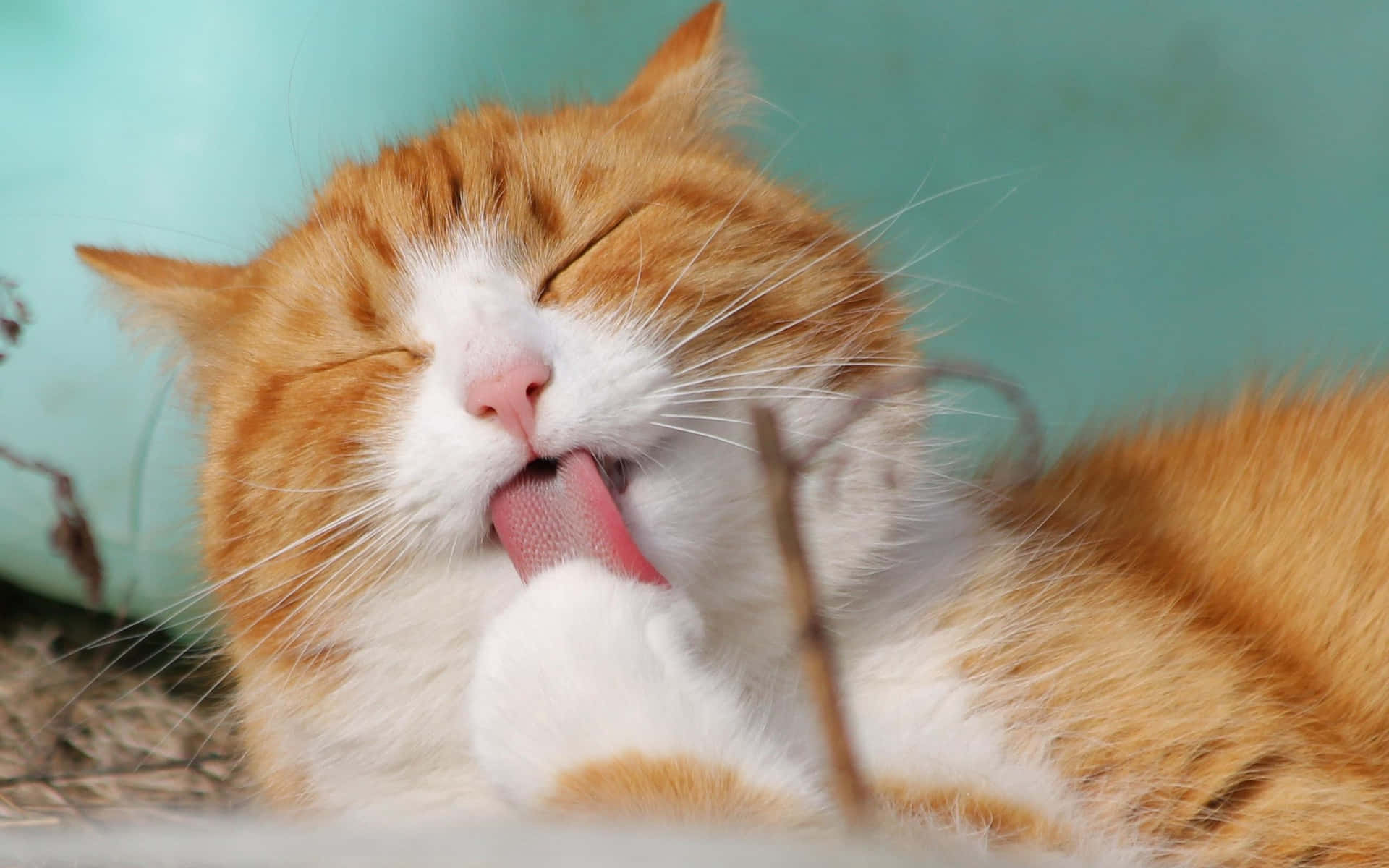 A Cat Is Licking Its Tongue Wallpaper
