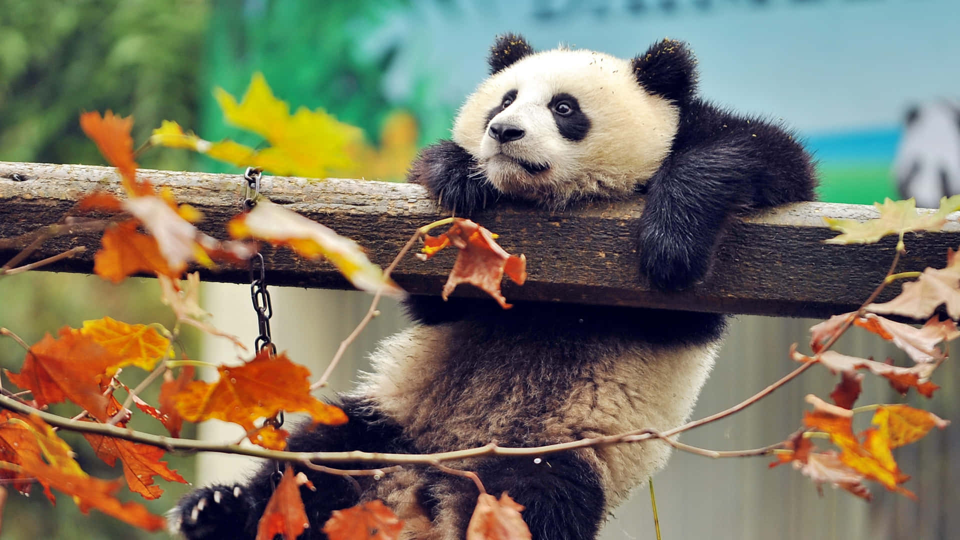 Panda Bear Is Hanging On A Wooden Branch Wallpaper